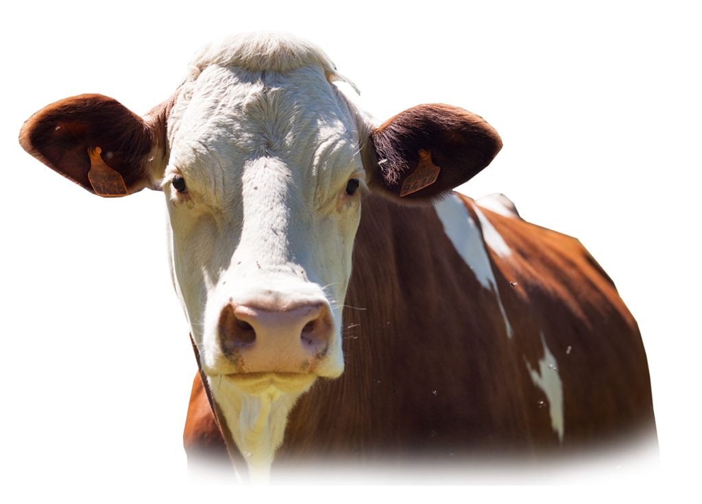 COW Sola