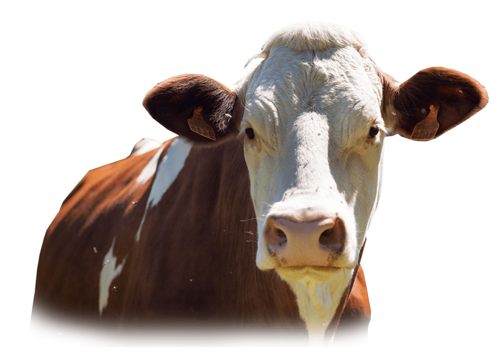 COW Sola
