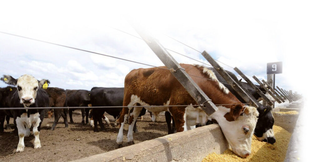 vacas comiendo